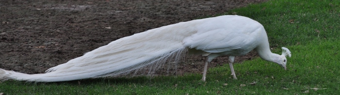 an albino peacock